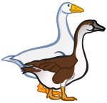 geese - coloured